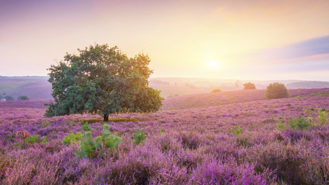 Lavender field sunset tree horizon free wallpaper - medium preview image