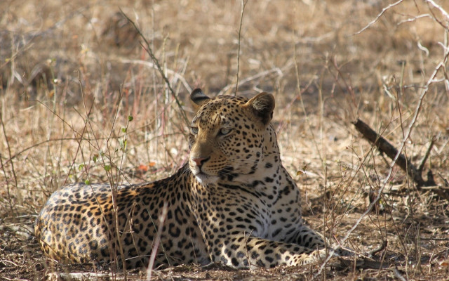 Leopard laying in grass outdoors free wallpaper - medium preview image