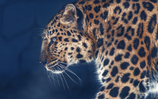 Leopard closeup blue sky trees free wallpaper - medium preview image