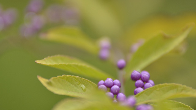 Purple flower green leaves bokeh free wallpaper - medium preview image