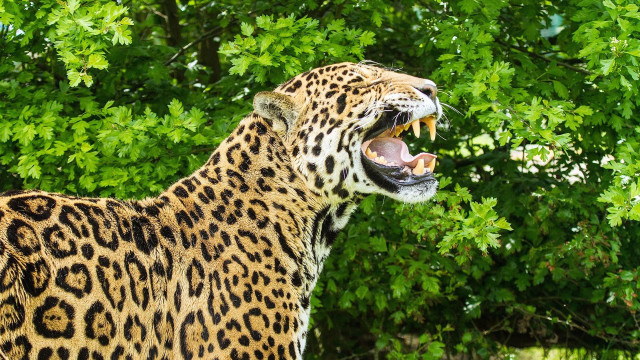 Leopard open mouth sharp claws free wallpaper - medium preview image