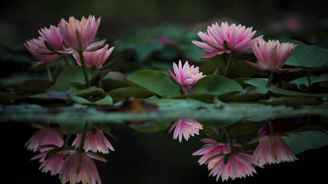 Pink flowers water lilies macro free wallpaper - medium preview image