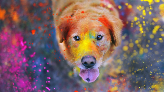 Colorful dog yellow nose fire free wallpaper - medium preview image
