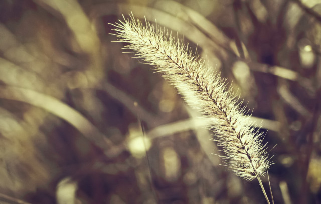 Plant macro blurry background night free wallpaper - medium preview image