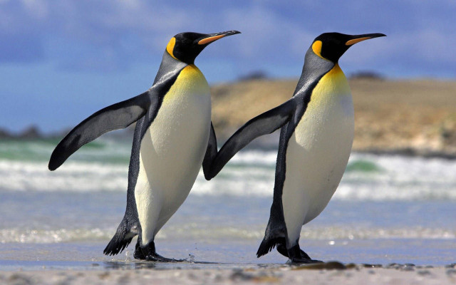 Penguins beach ocean rock clouds free wallpaper - medium preview image