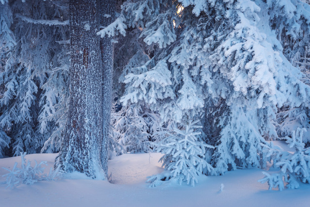 Snow covered forest skier winter free wallpaper - medium preview image