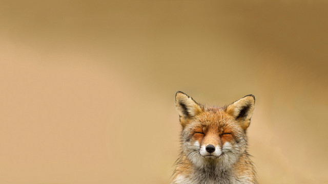 Red fox closed eyes gradient free wallpaper - medium preview image