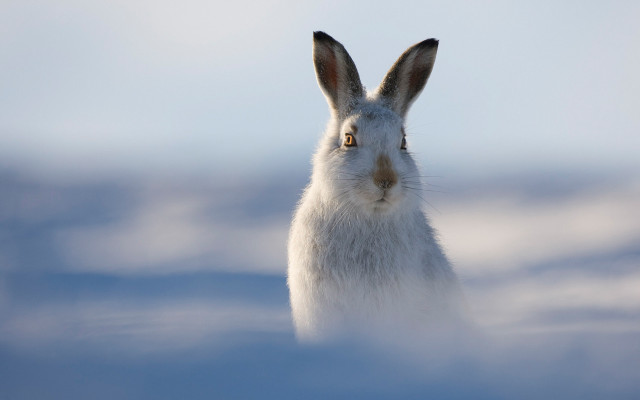 White rabbit brown nose blue free wallpaper - medium preview image