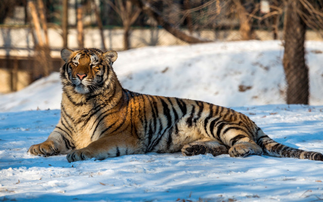 Tiger snowy background mountain forest free wallpaper - medium preview image