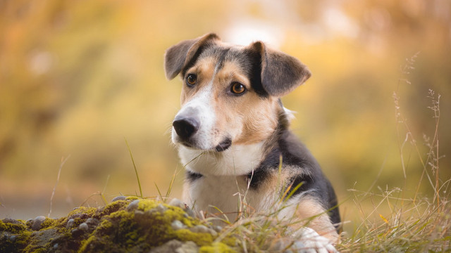Dog sitting grass sad eyes free wallpaper - medium preview image