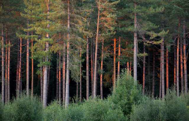 Forest trees green leaves red #2 free wallpaper - medium preview image