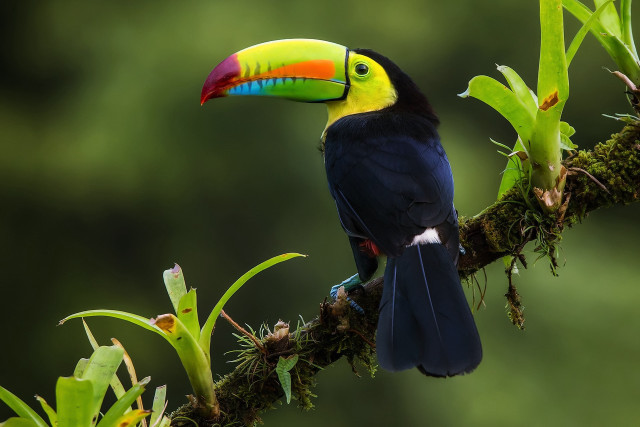 Colorful bird perched branch green #5 free wallpaper - medium preview image