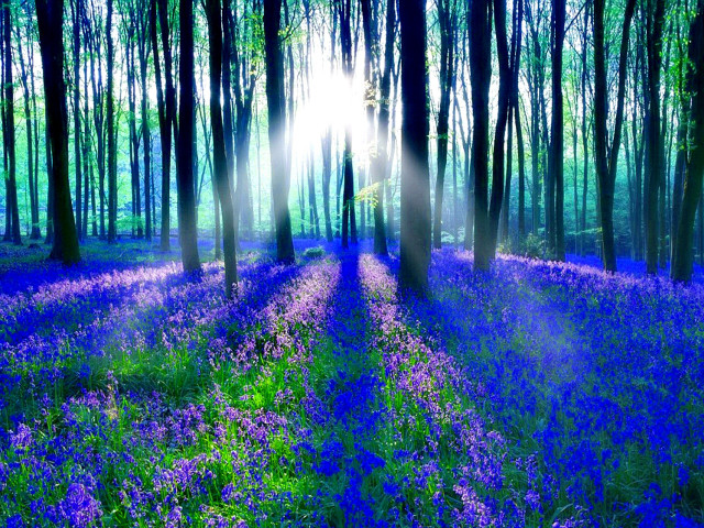 Forest purple flowers sunlight trees #3 free wallpaper - medium preview image