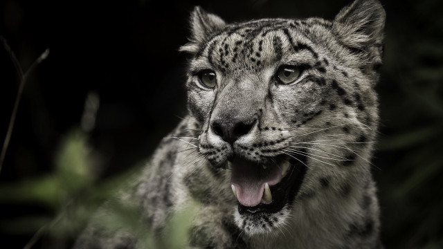 Snow leopard open mouth shiba free wallpaper - medium preview image