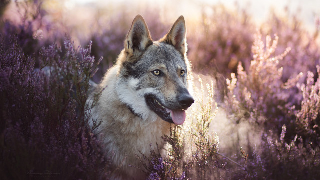 Dog lavender field smiling animal free wallpaper - medium preview image