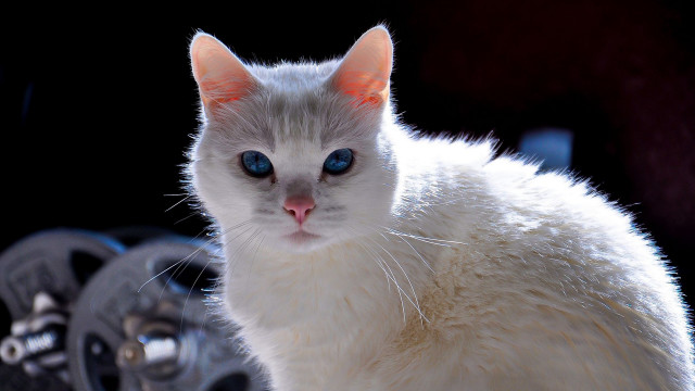 White cat blue eyes table #2 free wallpaper - medium preview image