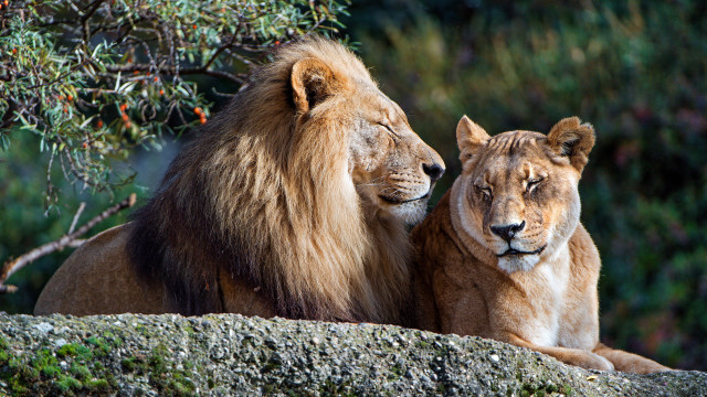 Lion lions rock tree bush free wallpaper - medium preview image