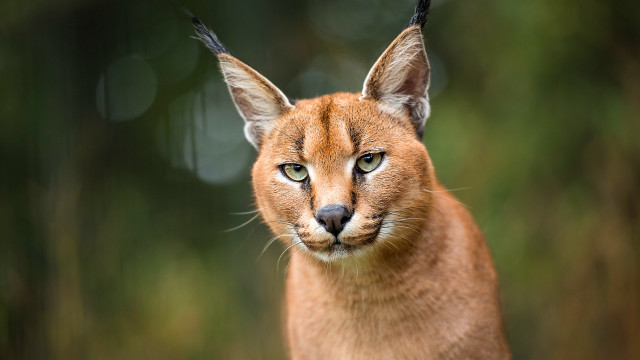 Cat closeup blurry background animal #2 free wallpaper - medium preview image