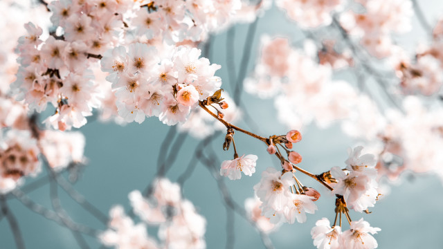 White pink flowers branch blue free wallpaper - medium preview image