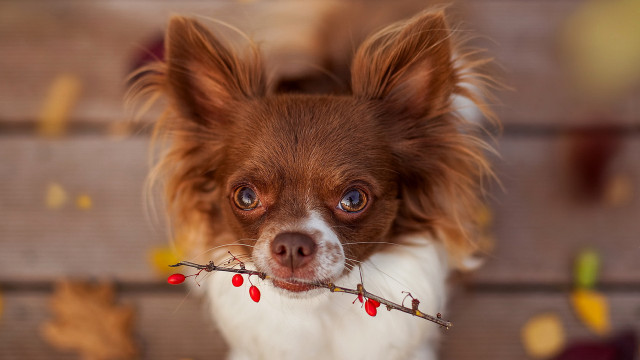 Dog stick leaves upward focus free wallpaper for desktop - medium preview image