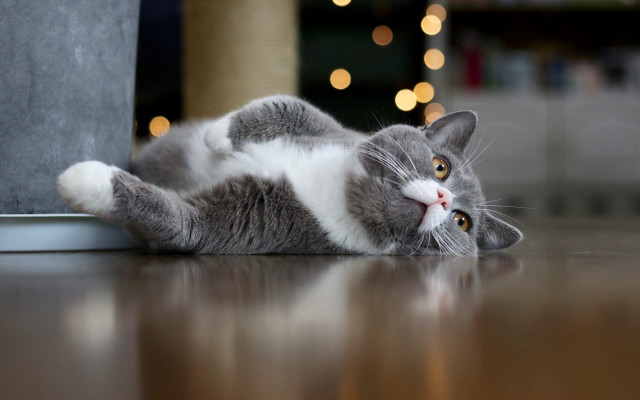 Gray white cat potted plant free wallpaper - medium preview image