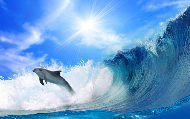 Dolphin wave sky beach light free wallpaper - medium preview image
