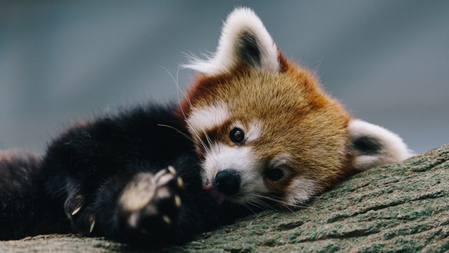 Red panda tree branch shiba free wallpaper - medium preview image