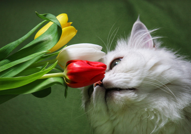 White cat tulips green background free wallpaper - medium preview image