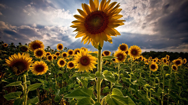 Sunflower field cloudy sky sunset free wallpaper - medium preview image
