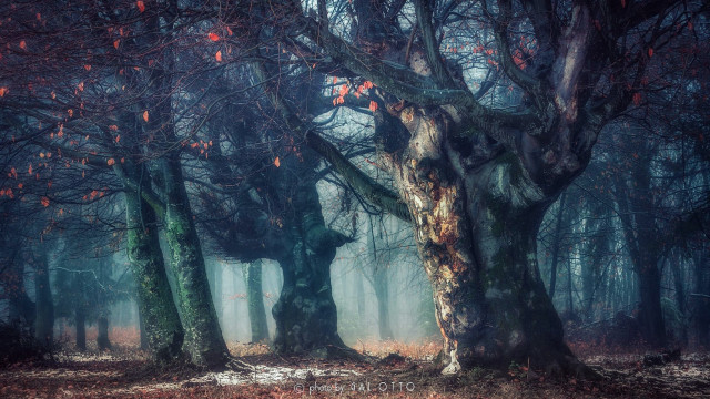 Forest fog redleaves citylights night free wallpaper - medium preview image