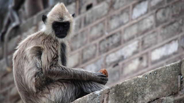 Monkey ledge eating brick wall free wallpaper - medium preview image