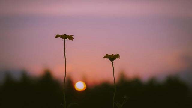 Flowers sunset silhouette blurry scene free wallpaper - medium preview image