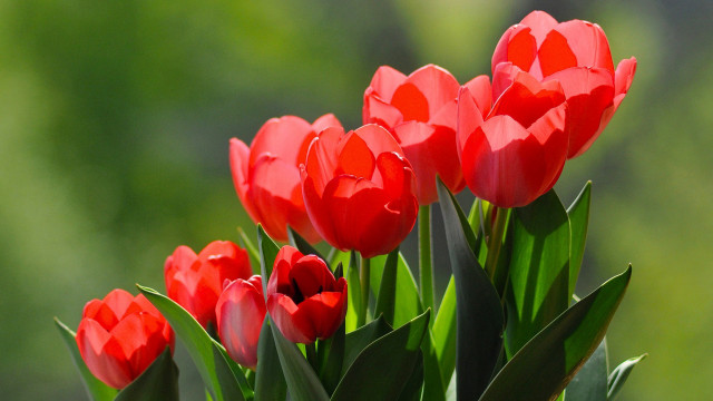 Red flowers vase table outside free wallpaper - medium preview image
