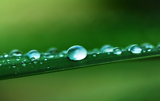 Green leaf water droplets macro #55 free wallpaper - medium preview image