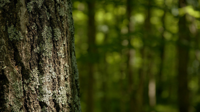 Mossy tree forest bird depth free wallpaper - medium preview image