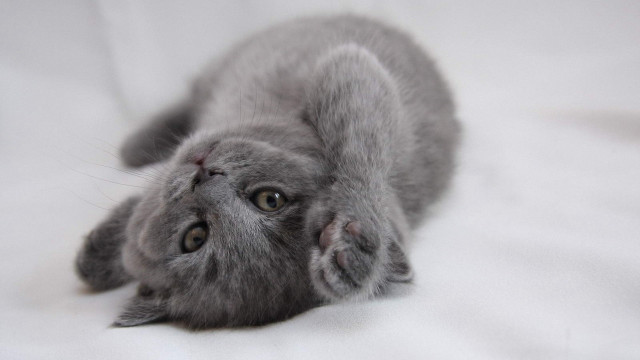 Gray kitten white sheet arabesque free wallpaper - medium preview image