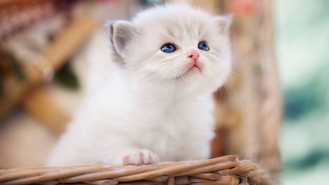 White kitten blue eyes wicker free wallpaper - medium preview image