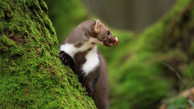 Small animal tongue out moss free wallpaper - medium preview image