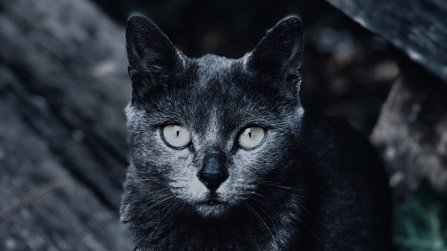 Black cat yellow eyes snowy free wallpaper - medium preview image