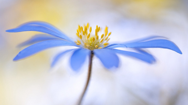 Blue flower yellow stamens macro free wallpaper - medium preview image