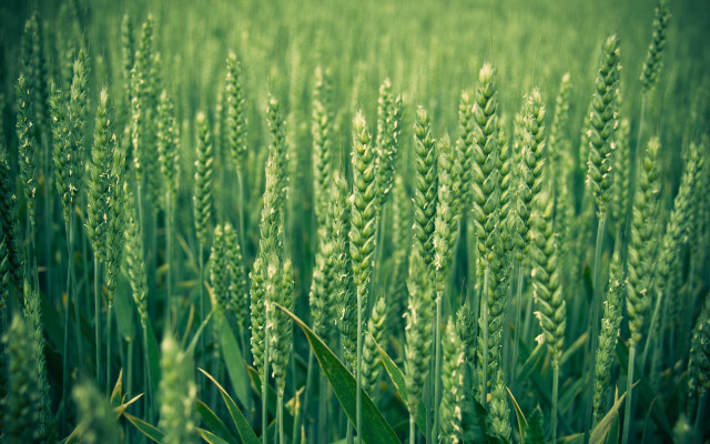 Green field flower bush tree free wallpaper - medium preview image
