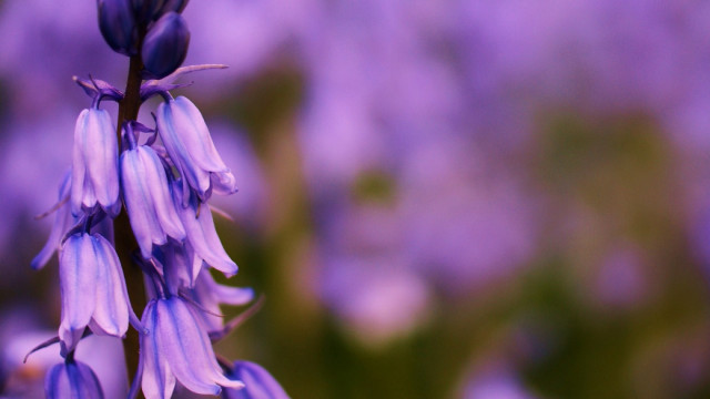 Purple flower bokeh macro blurry free wallpaper - medium preview image