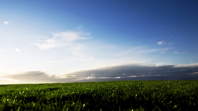 Lone tree grassy field cloudy free wallpaper - medium preview image
