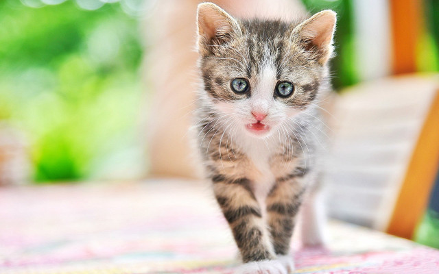 Small kitten on table with free wallpaper - medium preview image