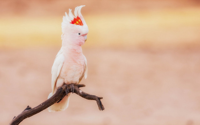 White bird red head branch #3 free wallpaper - medium preview image