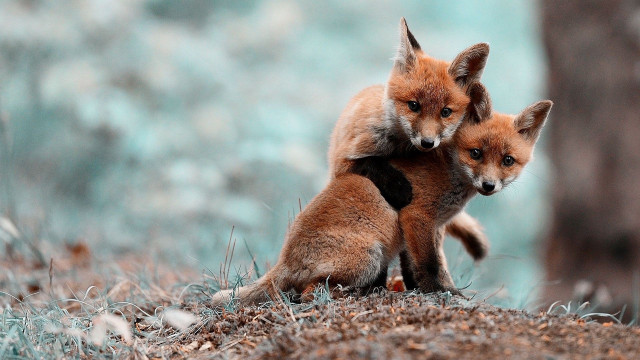 Foxes playing in woods hugging free wallpaper - medium preview image