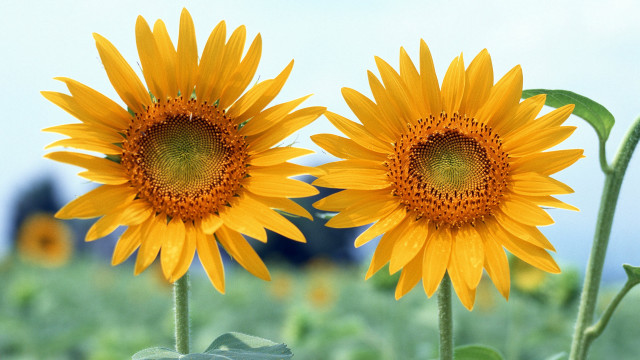 Sunflowers field blue sky building #6 free wallpaper - medium preview image