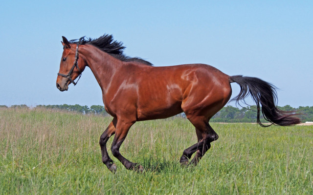 Brown horse running field white free wallpaper - medium preview image