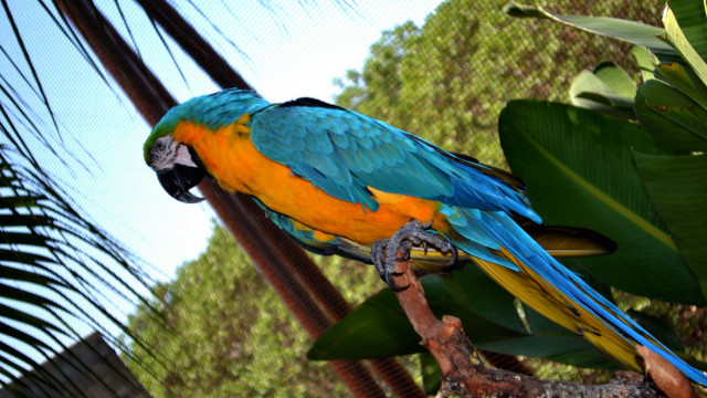 Colorful parrot perched branch fauvism free wallpaper - medium preview image
