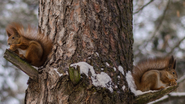 Red squirrels snow tree branch free wallpaper - medium preview image